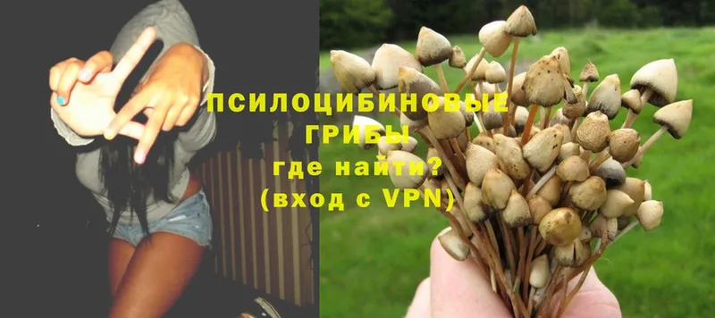 Псилоцибиновые грибы MAGIC MUSHROOMS  закладка  Тосно 